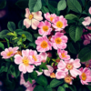 Pink and Yellow Blossoms（EE16)