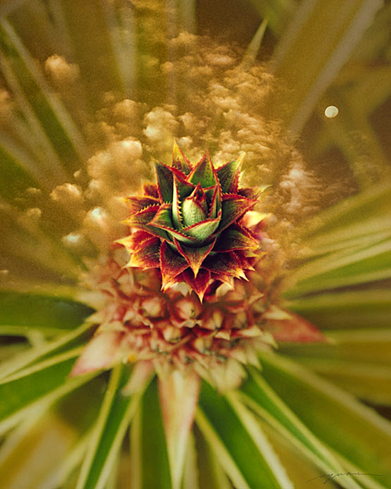 Pineapple Burst(CQ03)